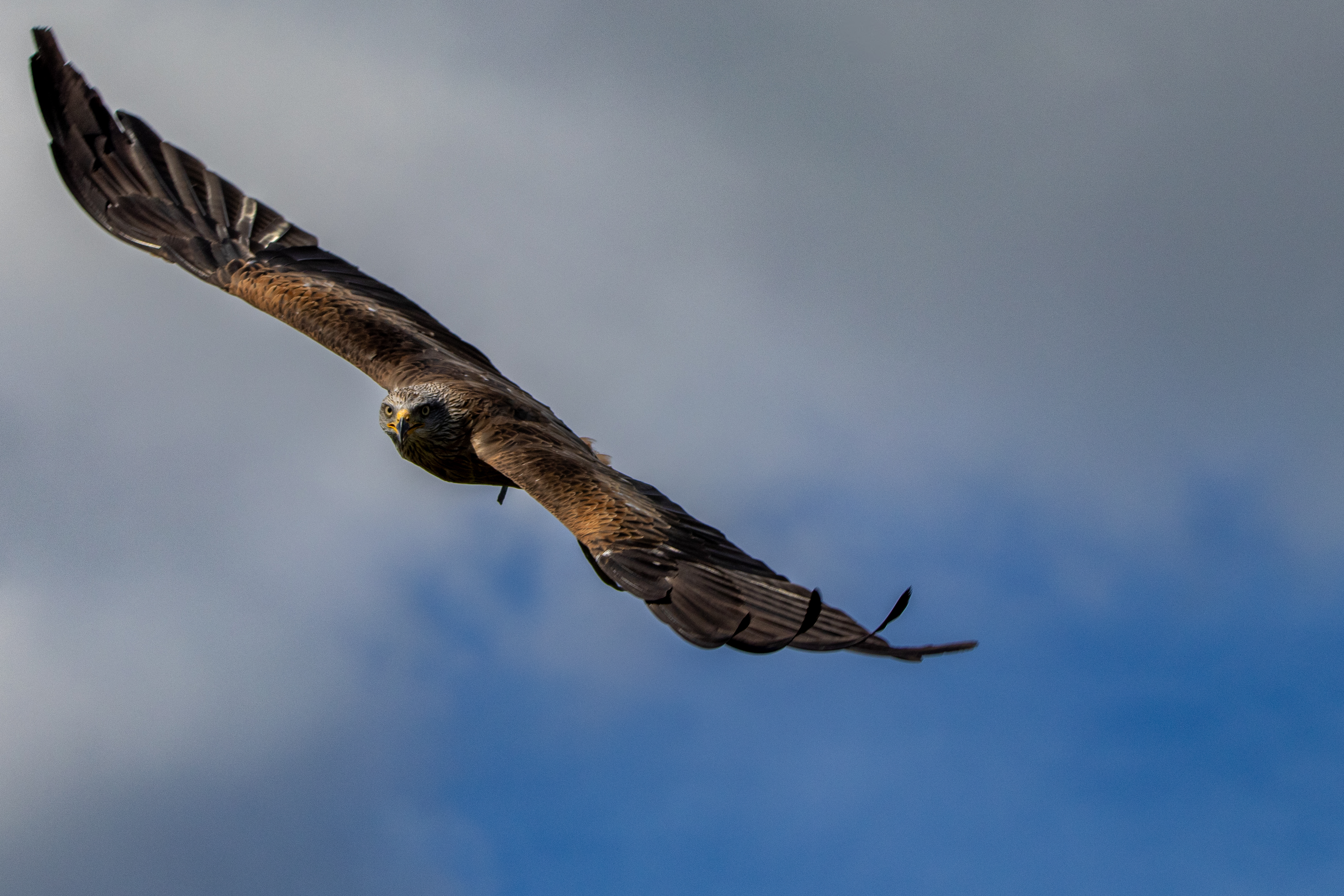 bird